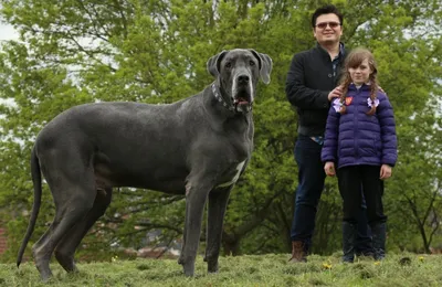 Груминг - Геркулес🐕приходил на триминг 🦾 комплекс с применением  текстурирующего шампуня для грубой и жёсткой шерсти @amigovetpet. #регион70  #вашгрумертаня70 #вашгрумер70 #джекрасселтерьер #люблюсвоюработу  #стрижкаживотных #стрижкасобак ...