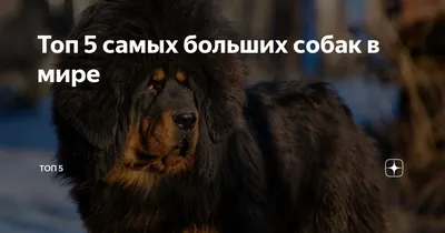 Пропала собака Геркулес на ул. Тредиаковского, Астрахань | Pet911.ru