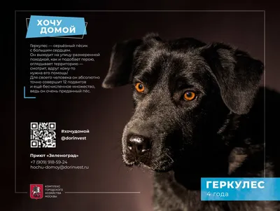 Просто Золушка!»: собака из-под гаражей в Сибири переехала в министерский  особняк в Германии - KP.RU