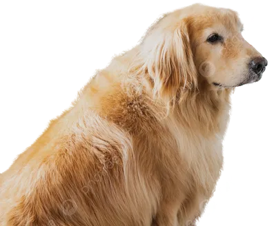 Корм для взрослых собак породы голден ретривер, Royal Canin Golden  Retriever Adult купить с доставкой в интернет-магазине зоогастроном.ру