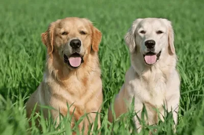 Симпатичная собака золотистый ретривер…» — создано в Шедевруме
