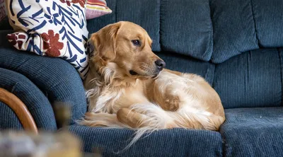 Золотой ретривер собака золотой ретривер красивый золотистый ретривер сидит  на зеленой траве | Премиум Фото