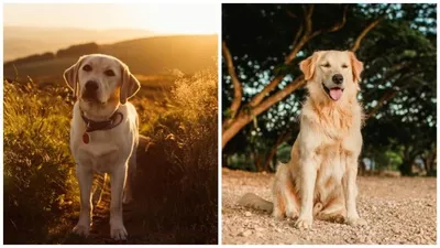 Золотая собака-ретривер на зеленом | Премиум Фото