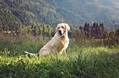 Собака Золотистый Ретривер Золотой - Бесплатное фото на Pixabay - Pixabay