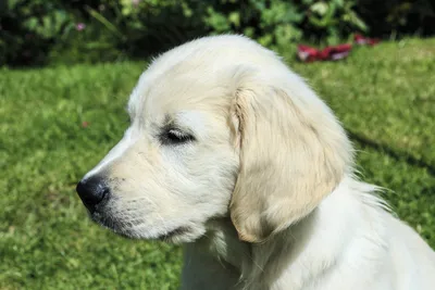 Золотистый ретривер щенки on Instagram: “Что общего у всех этих собак?” |  Golden retriever, Retriever, Labrador retriever