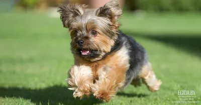 йоркширский терьер, yorkshire terrier,cute dog,my bby | Йоркширский терьер,  Терьер, Собаки