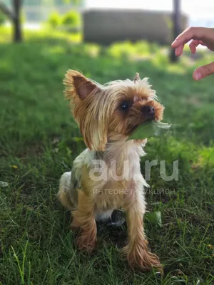 Пин от пользователя vikkkaaaaa на доске Разное | Щенки йоркширского  терьера, Йоркширский терьер мини, Милые щенки