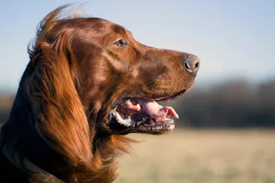 Ирландский сеттер: все о собаке, фото, описание породы, характер, цена
