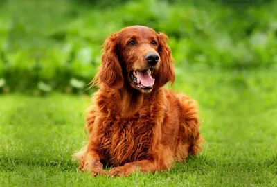 Ирландский красный сеттер собака: описание, характер, фото, цена