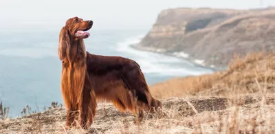 Ирландский сеттер: все о собаке, фото, описание породы, характер, цена