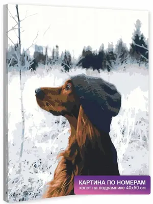 Красный ирландский сеттер породы собак Стоковое Фото - изображение  насчитывающей движение, снаружи: 204103900