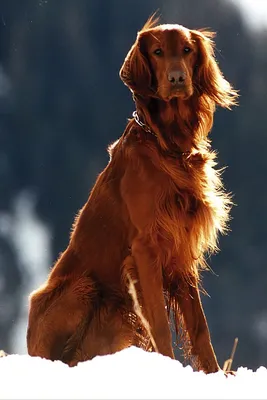Собака Ирландский Сеттер - Бесплатное фото на Pixabay - Pixabay