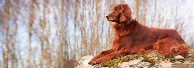 ирландский сеттер - Порода собак - Информация и особенностях | Хиллс