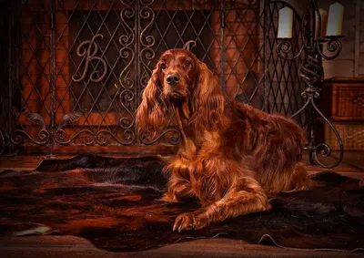 сеттер собаки ирландский красный Стоковое Фото - изображение насчитывающей  портрет, класть: 9672772