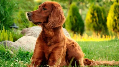 Картинки щенков Ирландский сеттер собака животное 2560x1920