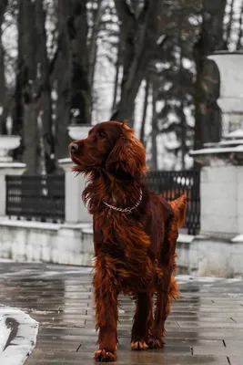 Собака Ирландский Сеттер Любимое - Бесплатное фото на Pixabay - Pixabay
