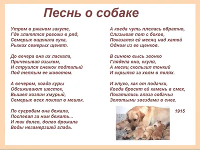 Так мы и не породнились с собакой Качалова ☺ | Это было недавно – это было  давно | Дзен