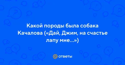 Найдена собака возле Качалова 40, Волгоград | Pet911.ru