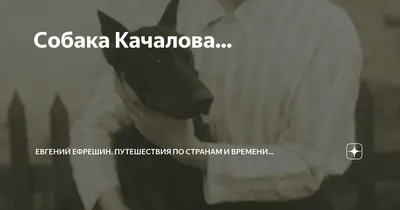 Стихотворение «Собаке Качалова» — Сергей Есенин написал незадолго до  смерти, в 1925 году. Это монолог, обращённый к собаке.. | ВКонтакте