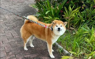 Ситуация очень опасная»: ставший символом Dogecoin мемный пес серьезно  заболел (фото)