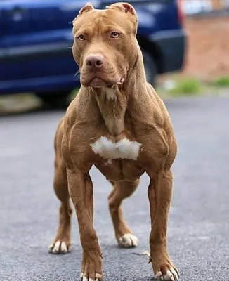 Чехол для iPhone 6/6S матовый Мем собака качок Doge купить в интернет  магазине | Цена 610 руб | Интернет приколы