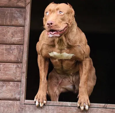 Собака с мускулами - 65 фото