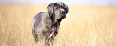 Какая нужна будка Кане Корсо (cane corso)?