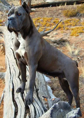 Even a child can handle the Cane Corso? About the dog breed Cane Corso -  YouTube