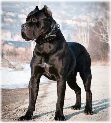 Собака кане корсо (фото): верный друг и защитник, который всегда рядом  Смотри больше http://kot-pes.com/sobaka-kane-korso-… | Corso dog, Cane  corso, Beautiful dogs