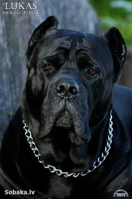 Кане-корсо собака: фото, характер, описание породы