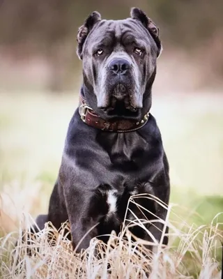 Щенки Кане Корсо - Kennel Cane Corso | Kyiv