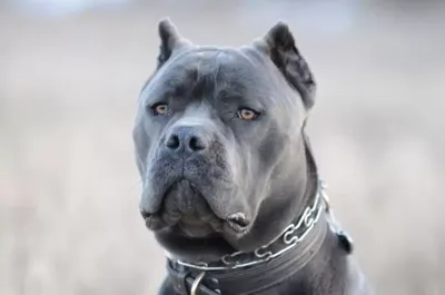 Кане-корсо - описание породы собак: характер, особенности поведения,  размер, отзывы и фото - Питомцы Mail.ru