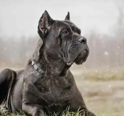 Много красивых собак кане корсо …» — создано в Шедевруме