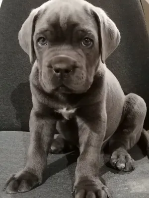 Какая нужна будка Кане Корсо (cane corso)?