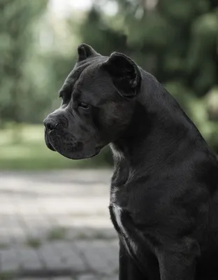 Щенки Кане Корсо - Kennel Cane Corso | Kyiv