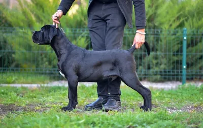 Портрет кане корсо кане корсо сидит на зеленой траве на улице большие  породы собак итальянская собака кане корсо мужественный взгляд собаки |  Премиум Фото