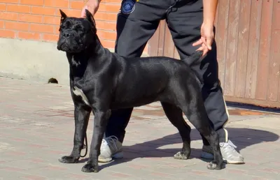 Кане корсо (Cane Corso) – это бесстрашная и очень преданная порода собак.  Описание, фото, отзывы владельцев.