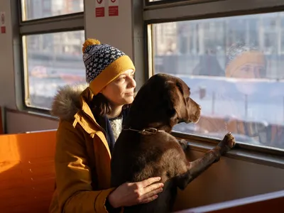 Перевозка собак в машине