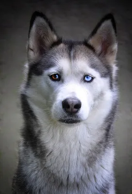 Собака хаски, голубые глаза, идёт …» — создано в Шедевруме