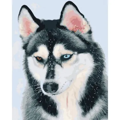 Найдена собака Хаски, ул. Капитана Орликовой, 59 | Pet911.ru