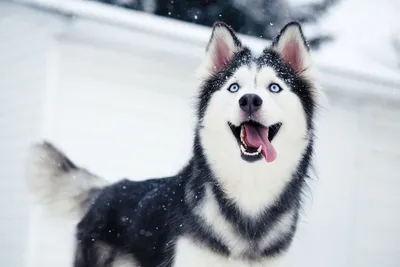 Найдена собака Хаски, девочка в Обнинске | Pet911.ru