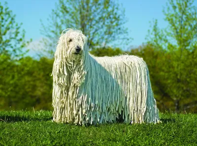 Комондор (Komondor) - это большая, храбрая и преданная порода собак. Фото,  отзывы и описание.