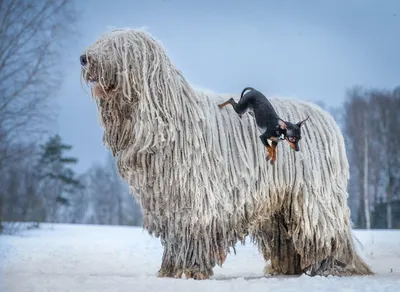 Собака комондор (фото): Царь среди пастухов