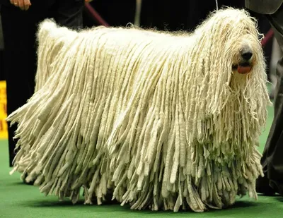 ТАЙНА ДРЭДОВ У КОМОНДОРА ! Like getting dreadlocks have Komondor. Odessa. -  YouTube