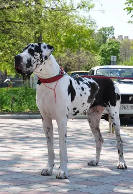 Немецкий дог | Great dane dogs, Dane dog, Dane puppies