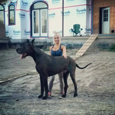 Статуя собаки, большой Королевский Дог, серый - Купить от производителя в  Москве