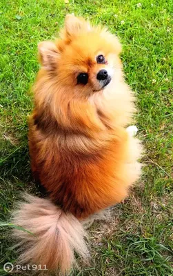 Кавалер Король Чарльз И Pomeranian — стоковые фотографии и другие картинки  Померанский шпиц - Померанский шпиц, Собака, Горизонтальный - iStock