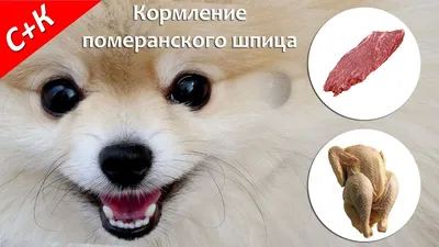 Интересные факты про породы собак: шпиц, мальтипу, бизон фризе | Animal Spa  - зоосалон, груминг, стрижка собак и кошек | Дзен