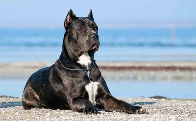 Щенки Кане Корсо - Kennel Cane Corso | Kyiv