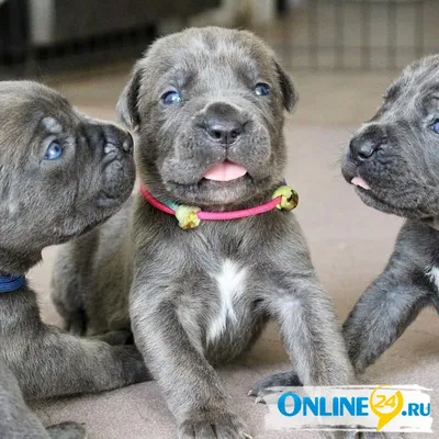 Какая нужна будка Кане Корсо (cane corso)?